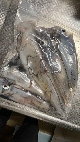 ケンサキイカの釣果