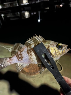アカメバルの釣果