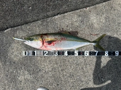ブリの釣果