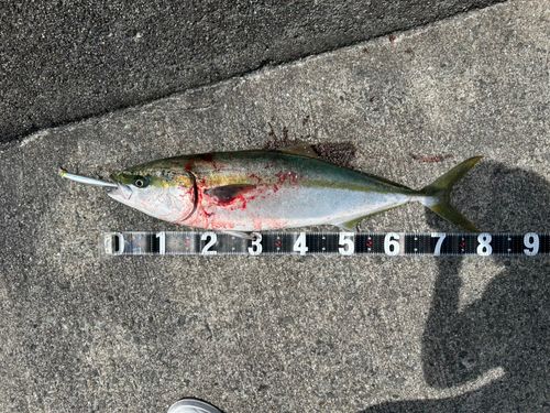 ブリの釣果