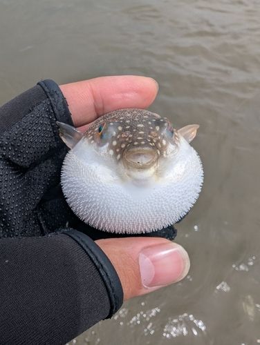 コチの釣果
