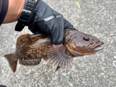 アイナメの釣果