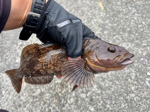 アイナメの釣果