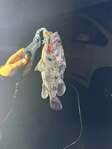 クロソイの釣果