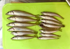 キスの釣果