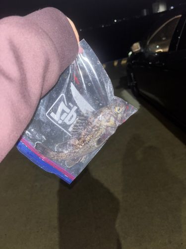 クロソイの釣果