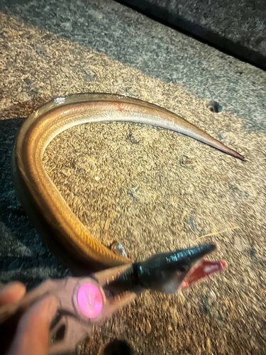 ハモの釣果