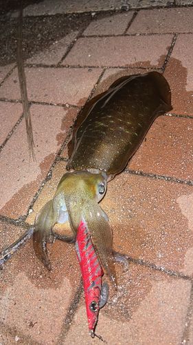 アオリイカの釣果