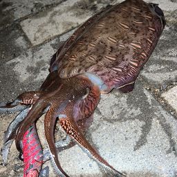 コブシメ