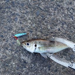 アジ