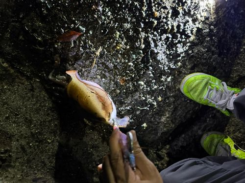 コウイカの釣果