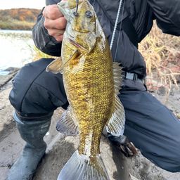 スモールマウスバス