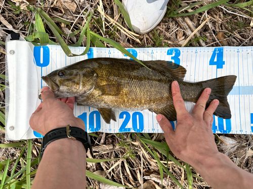 スモールマウスバスの釣果