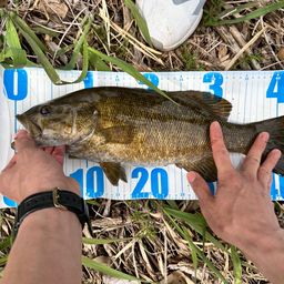 スモールマウスバス