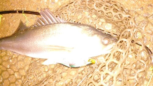 フッコ（マルスズキ）の釣果