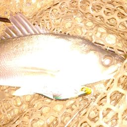 フッコ（マルスズキ）