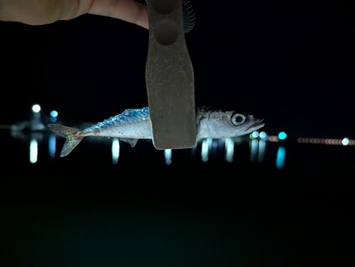 サバの釣果