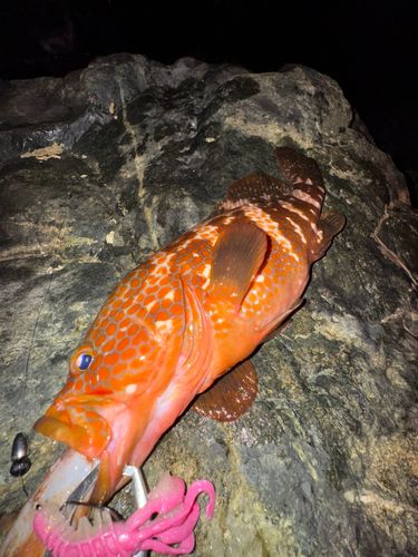 アコウの釣果