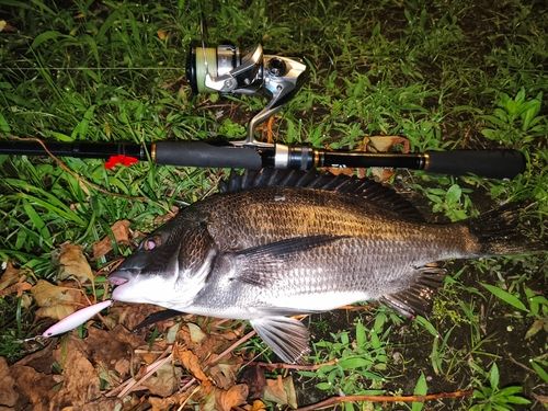 クロダイの釣果