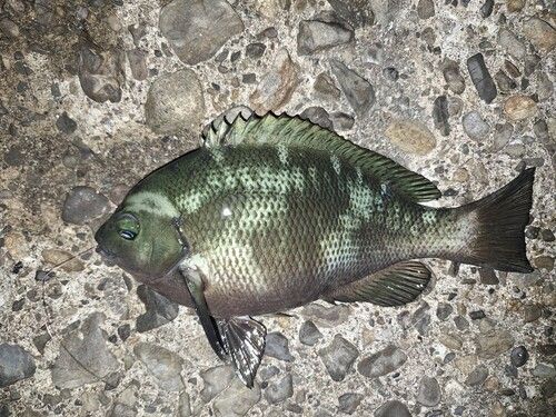 グレの釣果