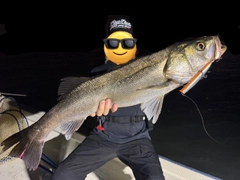 スズキの釣果