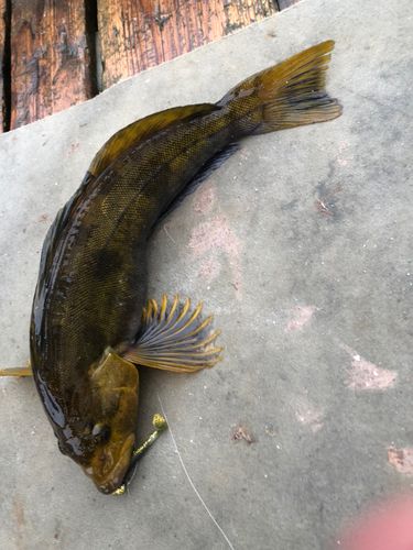 アブラコの釣果