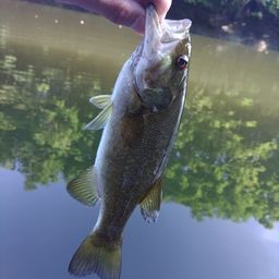 スモールマウスバス