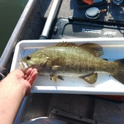 スモールマウスバス