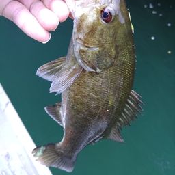 スモールマウスバス