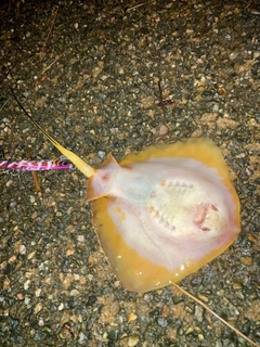 アカエイの釣果