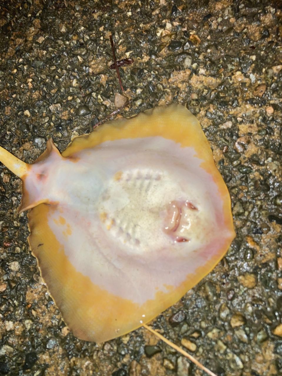 アカエイ