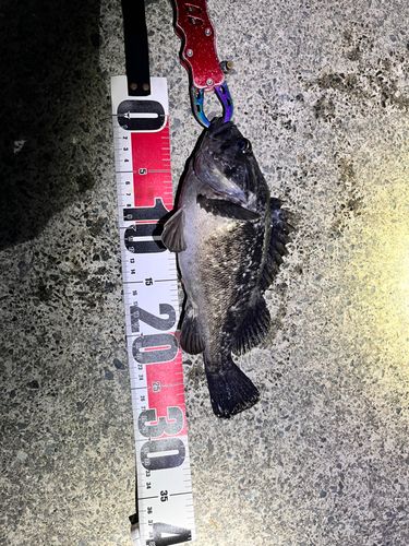 クロソイの釣果