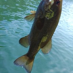 スモールマウスバス