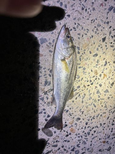 セイゴ（マルスズキ）の釣果