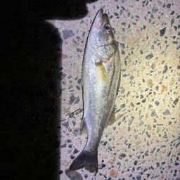 セイゴ（マルスズキ）