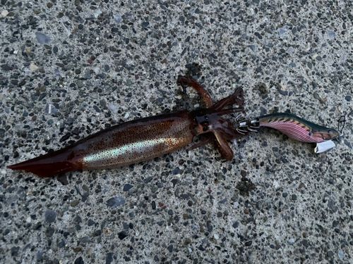 スルメイカの釣果