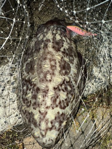 モンゴウイカの釣果