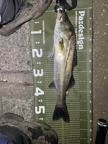 シーバスの釣果