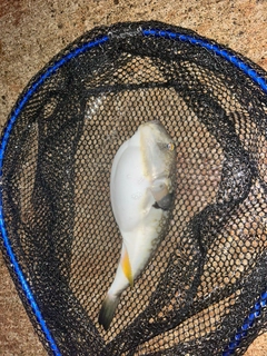 フグの釣果
