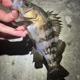 シロメバル
