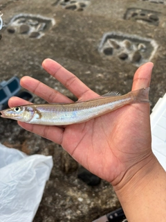 キスの釣果