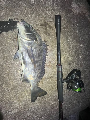 クロダイの釣果