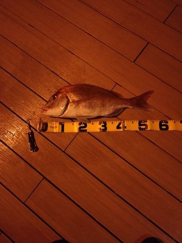 釣果
