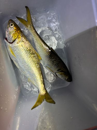 コノシロの釣果