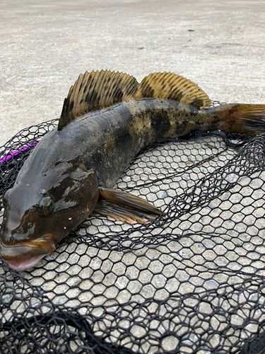 アイナメの釣果