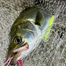 フッコ（マルスズキ）