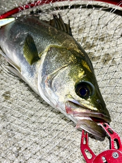 フッコ（マルスズキ）の釣果