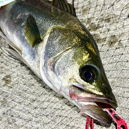 フッコ（マルスズキ）