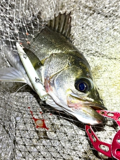 フッコ（マルスズキ）の釣果