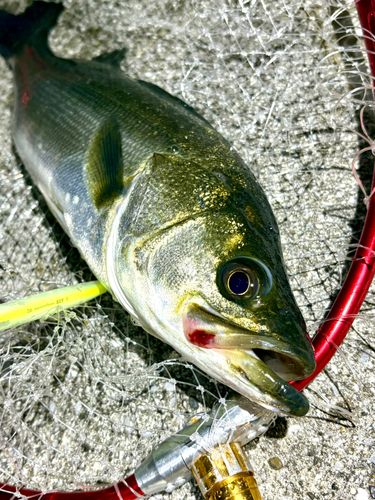 フッコ（マルスズキ）の釣果